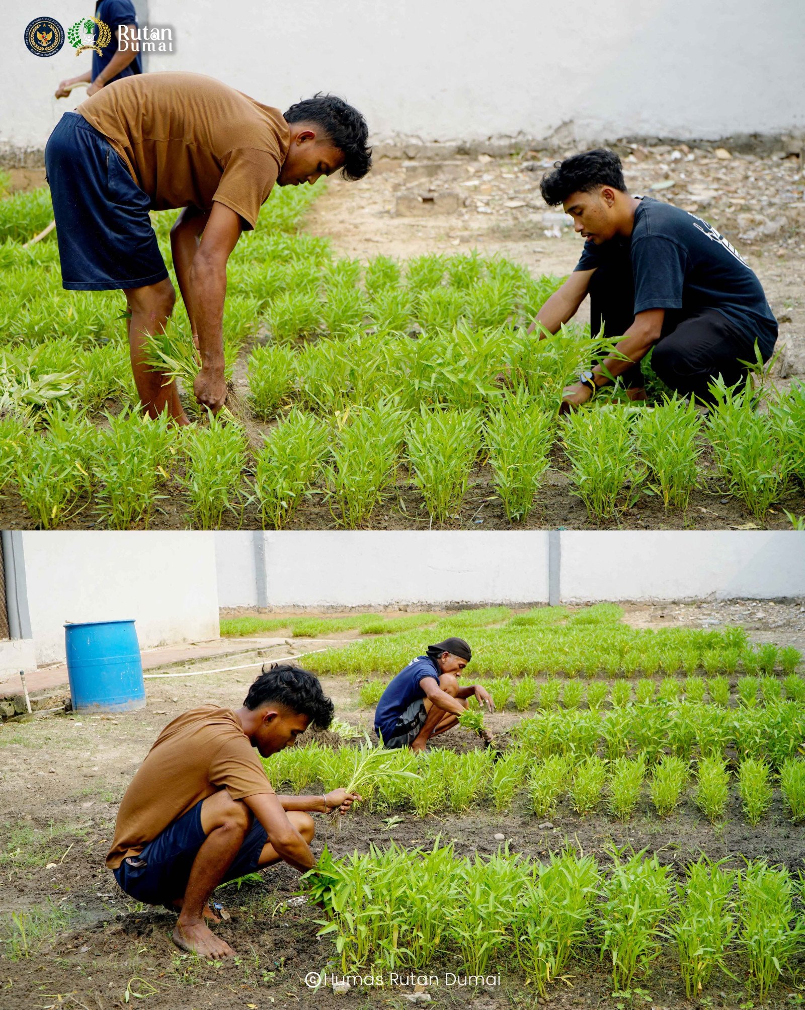 Dari Lahan Rutan Jadi Lahan Produktif, Warga Binaan Dumai Panen Kangkung